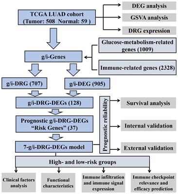 A disulfidptosis-related glucose metabolism and immune response prognostic model revealing the immune microenvironment in lung adenocarcinoma